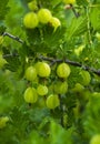 Fresh green gooseberries on a branch of gooseberry bush with sun Royalty Free Stock Photo