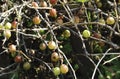 Fresh green gooseberries on a branch of gooseberry bush with sunlight. in the fruit garden. Royalty Free Stock Photo
