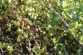 Fresh green gooseberries on a branch of gooseberry bush with sunlight. Gooseberry in the fruit garden. Royalty Free Stock Photo