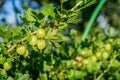 Fresh green gooseberries on a branch on sunlight day Royalty Free Stock Photo