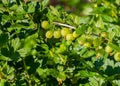 Fresh Green Gooseberries. Growing Organic Berries. Closeup of A Branch Of Gooseberry Bush