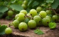 fresh green gooseberries on wooden