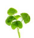 Fresh green Gotu kola, Centella asiatica leaf background , Asiatic pennywort, Indian pennywort , a ayurvedic medical herb concept