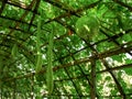 Fresh Green Gourds Hanging Under Curved Wooden Plantation Structure Royalty Free Stock Photo