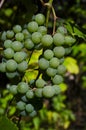 fresh green grape in the garden for healthy lover diet item.