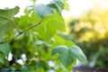 Fresh Green Grape Leaf Royalty Free Stock Photo