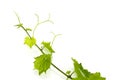 Fresh Green Grape Leaf on isolated white Royalty Free Stock Photo