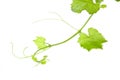 Fresh Green Grape Leaf on isolated white Royalty Free Stock Photo