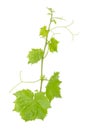 Fresh Green Grape Leaf on isolated white Royalty Free Stock Photo