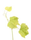 Fresh Green Grape Leaf on isolated white Background Royalty Free Stock Photo