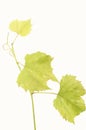 Fresh Green Grape Leaf on isolated white Background Royalty Free Stock Photo