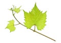 Fresh green grape leaf isolated on a white background Royalty Free Stock Photo