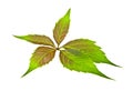 Fresh green grape leaf isolated on white background Royalty Free Stock Photo