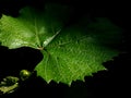 fresh green grape leaf with raindrops on a dark natural background Royalty Free Stock Photo