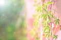 Fresh green grape leaves on a beautiful green-pink blurred background. Girlish grapes. Selective focus, copy space Royalty Free Stock Photo