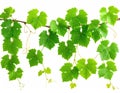 Fresh Green Grape Leaves on a Vine on White Background Royalty Free Stock Photo