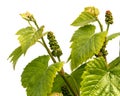 Fresh green grape leaves on white background Royalty Free Stock Photo