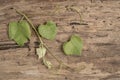 Fresh green grape leaves on a wooden background Royalty Free Stock Photo