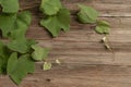 Fresh green grape leaves on a wooden background Royalty Free Stock Photo
