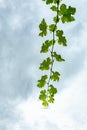 Fresh Green grape vine branches leaves Royalty Free Stock Photo