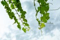 Fresh Green grape vine branches leaves Royalty Free Stock Photo