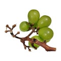 The fresh green grapes fruit on the branch Royalty Free Stock Photo
