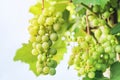 A large bunch of small grapes on a light white background grows in the garden. Fresh green grapes. Isolated on white Royalty Free Stock Photo