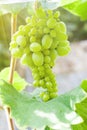 Fresh green grapes on vine