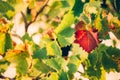 Fresh Green grapes vine on bokeh background. Autumn concept Royalty Free Stock Photo