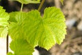 Fresh Green grapes vine Royalty Free Stock Photo