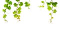 Fresh green grapevine, five single branches, isolated