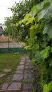 Fresh green grapevine hedge with wet grape leaves after rain. Royalty Free Stock Photo