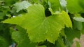 Fresh green grapevine leaf closeup with water droplets