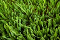 Fresh green grass Royalty Free Stock Photo