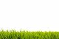 Green grass fresh as border on the lower side of the horizontal frame in a seamless simple empty white background. Royalty Free Stock Photo