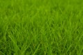 Fresh green grass background. Closeup soft focus texture