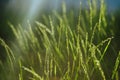Green grass background Royalty Free Stock Photo