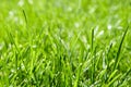 Fresh green grass background. Long fresh green grass texture background. Young green grass. lawn. Grass field ideal concept, green