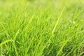 Fresh green grass background in sunny summer day Royalty Free Stock Photo