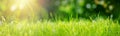 Fresh green grass background in sunny summer day Royalty Free Stock Photo