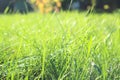Fresh green grass background in sunny summer day in park. Spring background Royalty Free Stock Photo