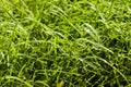 Fresh green grass background, texture, sunny spring day Royalty Free Stock Photo