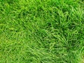 Fresh green grass background texture top view Royalty Free Stock Photo