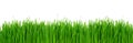 Fresh green grass banner border isolated on white Royalty Free Stock Photo