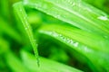 Fresh and green grass with beautiful droplets of water. Royalty Free Stock Photo