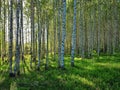 Fresh green grass and birch grove. Spring forest scene Royalty Free Stock Photo