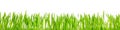 Fresh green grass blades in front of white background, panorama Royalty Free Stock Photo