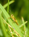Fresh Green Grass Blades with Sparkling Dew Drops and a Small Grasshopper, Generative AI Royalty Free Stock Photo