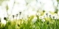 Fresh green grass and blowball dandelion in summer. Nature ecology background. Bright color field panorama Royalty Free Stock Photo