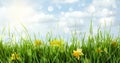 Fresh grass and bright daffodils on sunny day. Spring season Royalty Free Stock Photo